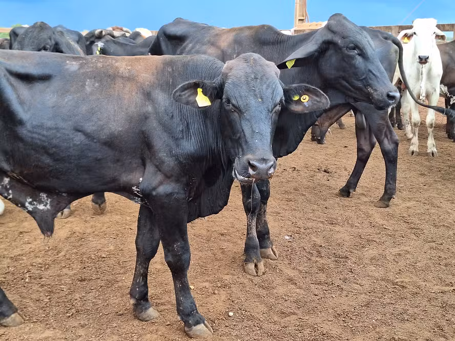 Preço do boi gordo segue sem sinais de recuperação no curto prazo