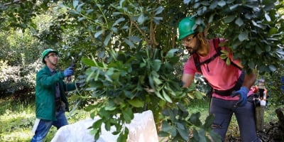 Cultivo de erva-mate do Paraná