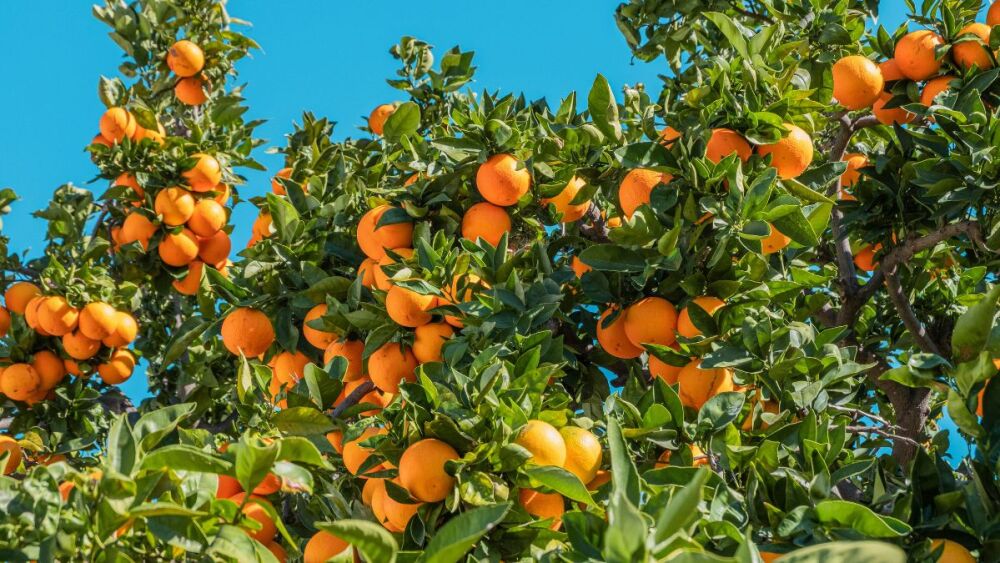 Safra de laranja 2025/26 do cinturão citrícola de SP e MG é estimada em 314,60 milhões de caixas