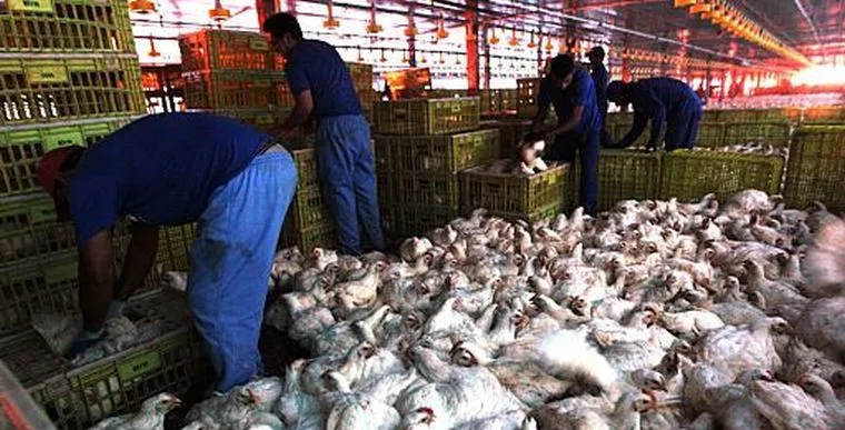 Arábia Saudita reabre mercado para carne de frango do Rio Grande do Sul