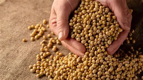 Cuidados ao Comprar Sementes de Soja