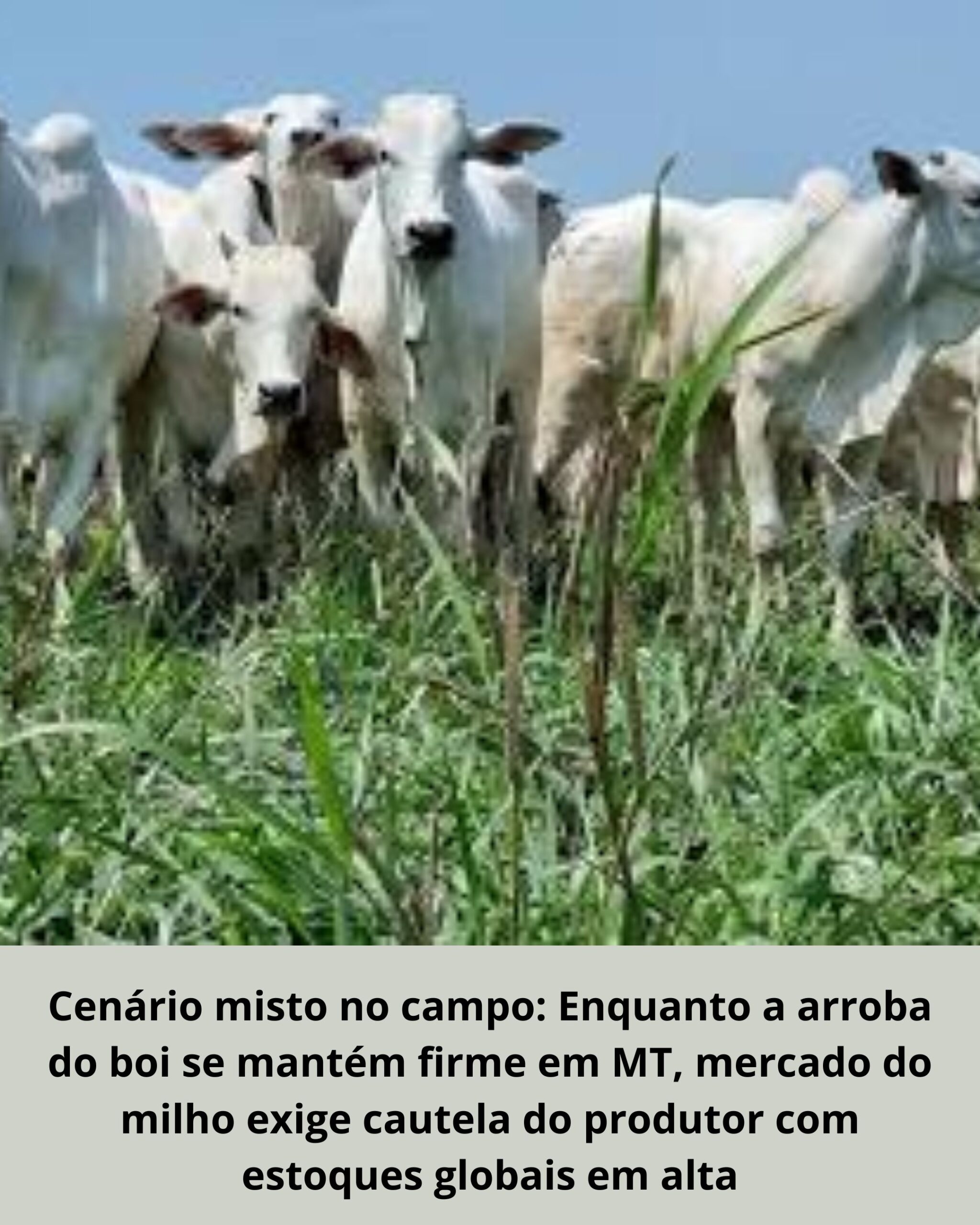 O Bolso do Produtor (Alerta de Mercado)