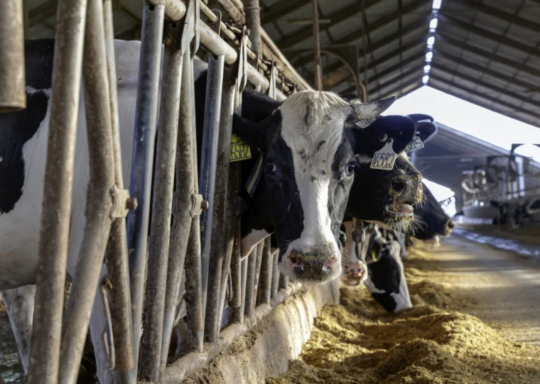 O Paradoxo da Bacia Leiteira: Por que Mato Grosso Não É um Gigante na Produção de Leite in Natura?