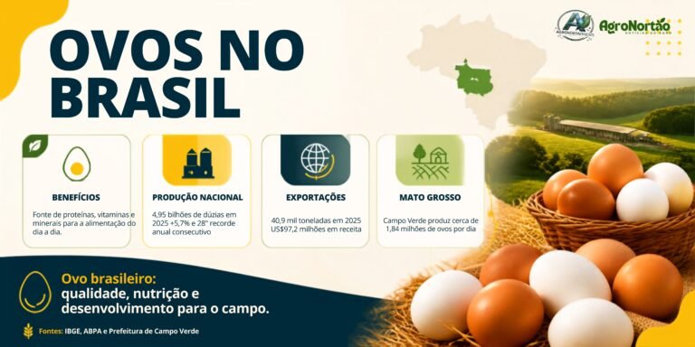 Ovos no Brasil: benefícios, produção nacional, exportações e o cenário em Mato Grosso