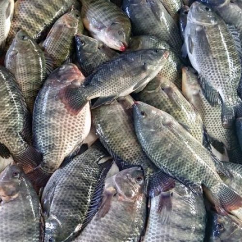 Tilápia Ameaçada: Ministério do Meio Ambiente Cogita Inclusão em Lista de Invasoras, Acendendo Alerta no Agronegócio