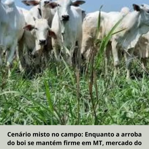 O Bolso do Produtor (Alerta de Mercado)