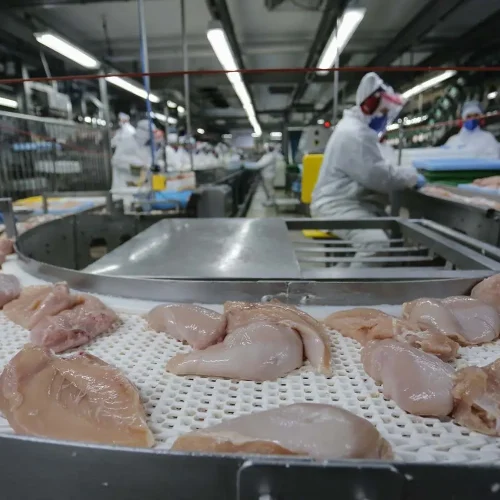 Exportações de Ovos Crescem 216% e Brasil Bate Recorde Histórico no Primeiro Semestre de 2025