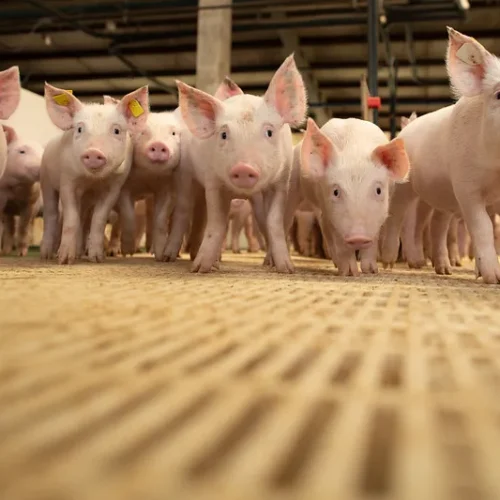 A Suinocultura no Mato Grosso: Potencial, Desafios e Oportunidades