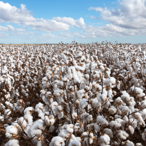 Agro cresce mais de 10% no segundo trimestre de 2025