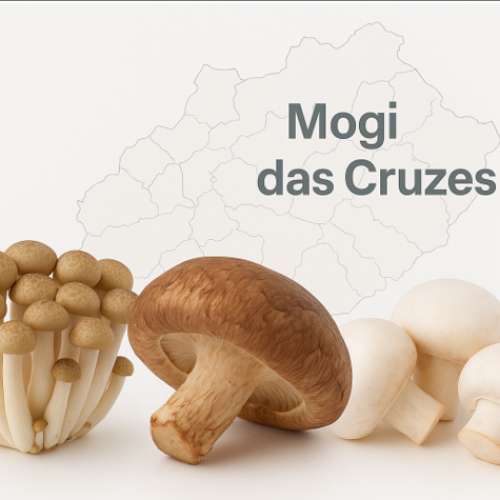 Colunista Anita Goldmann: Mogi das Cruzes consolida liderança na produção de cogumelos no Brasil