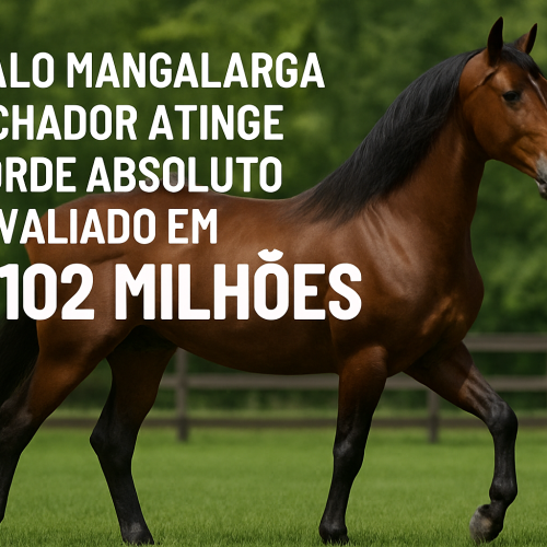 Cavalo Mangalarga Marchador, atinge recorde absoluto!