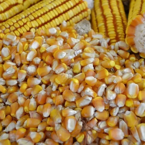 Queda no milho reduz custo do leite, mas exportações e cenário global podem alterar cenário