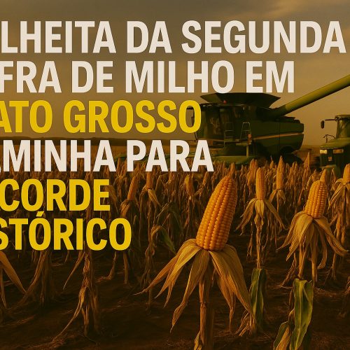 Colheita da Segunda Safra de Milho em Mato Grosso Caminha para Recorde Histórico
