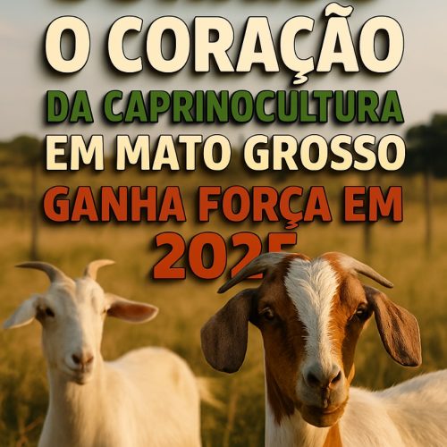 Sorriso: O Coração da Caprinocultura em Mato Grosso Ganha Força em 2025