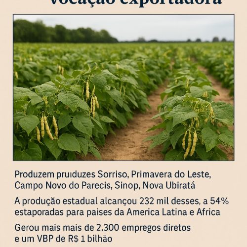 Feijão mato-grossense: potência agrícola e destaque nas exportações