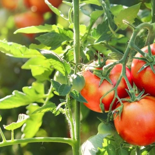 “Oportunidades e Desafios da Tomaticultura em Mato Grosso”