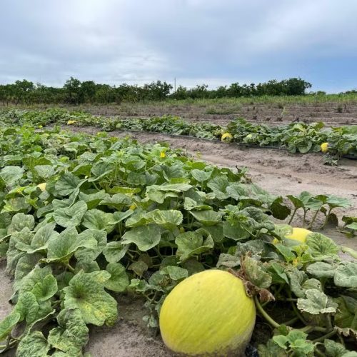 A Cultura do Melão em Mato Grosso: Crescimento e Potencial no Agronegócio