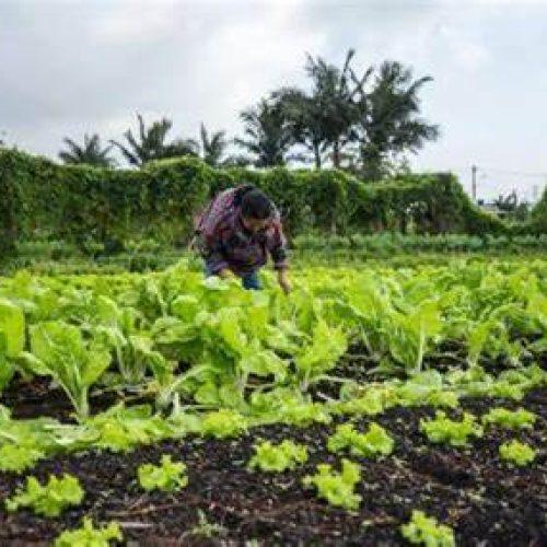 Mogi das Cruzes consolida posição como maior polo de horticultura do Brasil com investimentos em tecnologia