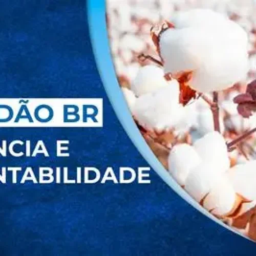 Mato Grosso: Produtores de algodão investem em irrigação sustentável para enfrentar seca no cerrado