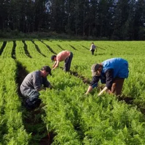 Aprovação de Medidas de Apoio Fortalece o Agronegócio Brasileiro em Meio a Desafios