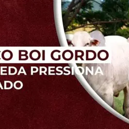 Queda nos Preços do Boi Gordo e Suínos Pressiona Setor Pecuário Brasileiro
