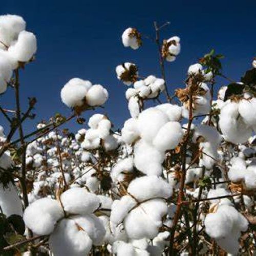 Comercialização do Algodão em Mato Grosso Avança, mas Produtores Enfrentam Custos Altos e Incertezas Climáticas