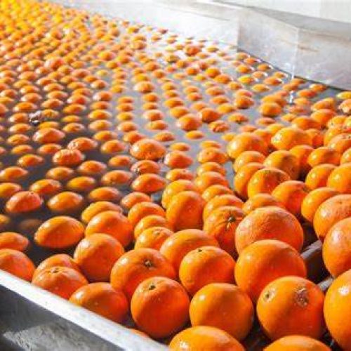 Citros: Desafios para a Safra 2025/26