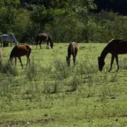 Tragédia nos Haras: Ração Contaminada Provoca a Morte de 245 Cavalos no Brasil