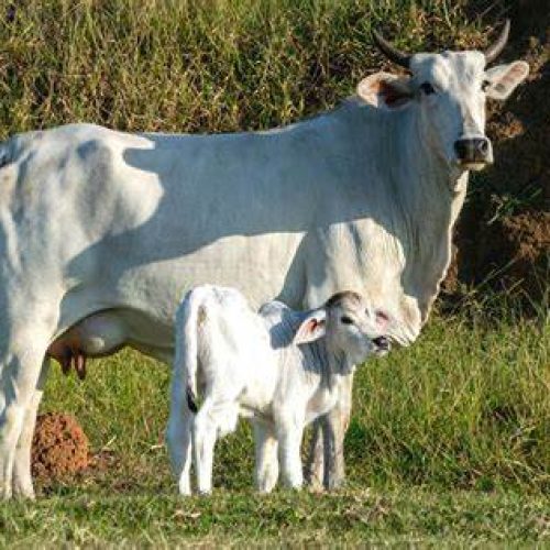 Exportações de Carne Bovina em Maio de 2025