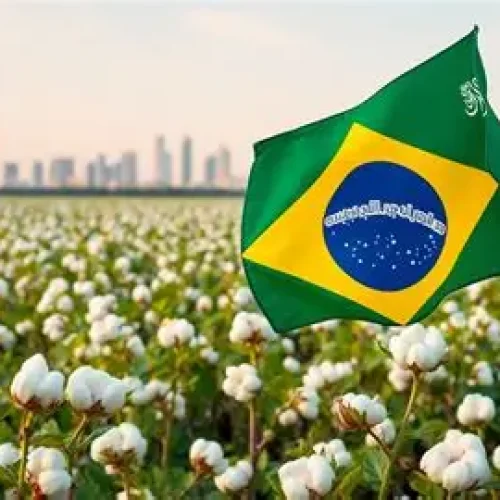 MT Bate Recorde Histórico: Algodão Brasileiro Conquista o Mundo com 70% das Exportações Nacionais em 2025