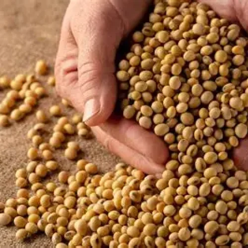 Cuidados ao Comprar Sementes de Soja
