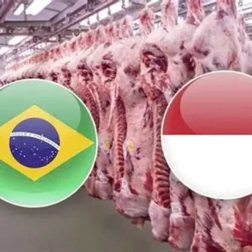 Indonésia: A Nova Fronteira da Carne Bovina Brasileira