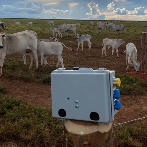 Gado Pesado por Pixels: Como Drones e Câmeras Estão Aposentando as Balanças nas Fazendas