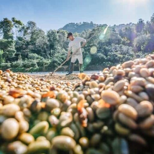 Cafeicultores Paulistas Buscam Inovação e Tecnologia para Otimizar Colheita e Pós-Colheita