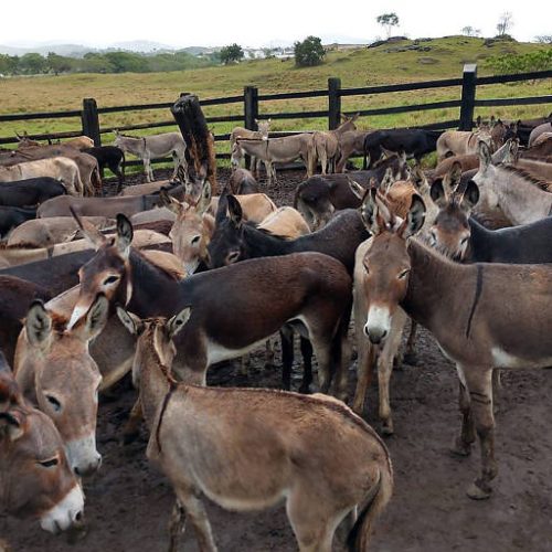 Jumentos à beira da extinção: Brasil perde 94% da população em menos de três décadas