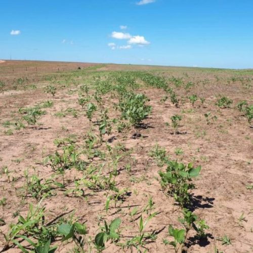 Período de vazio sanitário da soja começa neste domingo (8) em Mato Grosso