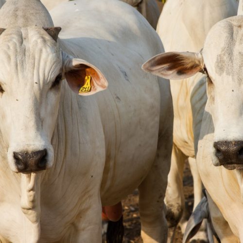 Pecuária de Mato Grosso bate recordes em 2025 e movimenta R$ 38 bilhões: abates e exportações em alta