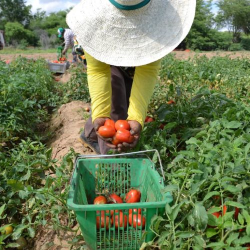 Agricultura Familiar no Norte de Mato Grosso: Desafios, Dados e Perspectivas para 2025