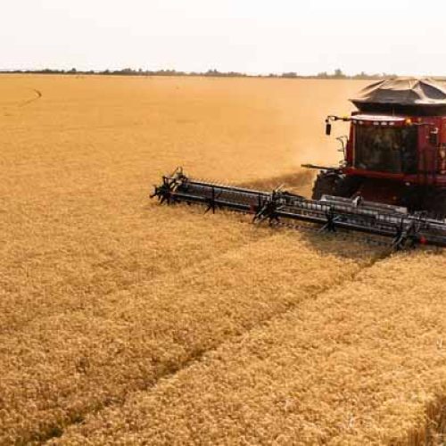 Safra de Grãos 2024/2025: Brasil Deve Bater Recorde com 318 Milhões de Toneladas