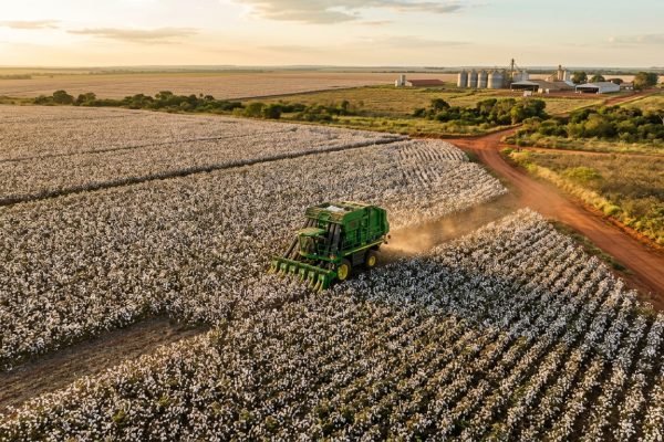 algodao-em-pluma-2026-o-que-as-tendencias-do-mercado-interna