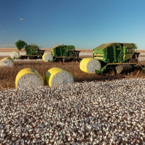 Mato Grosso Bate Recorde na Exportação de Algodão: Vietnã Puxa Demanda e Preços Sobem*
