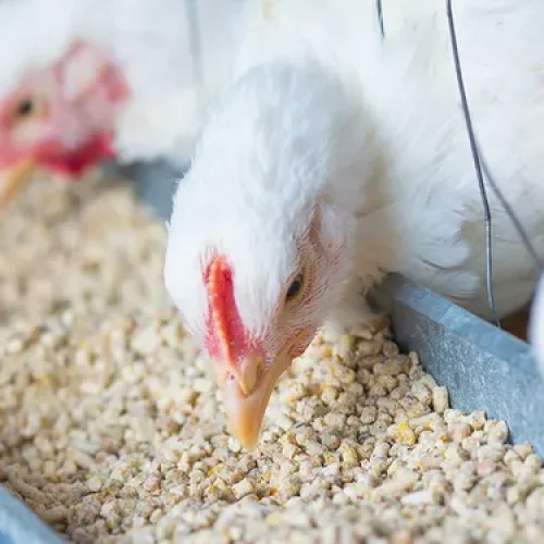 Sindirações projeta crescimento de 3% do setor de alimentação animal em 2025
