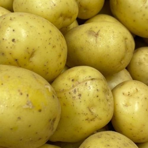 Preço da batata sobe após chuvas em SP