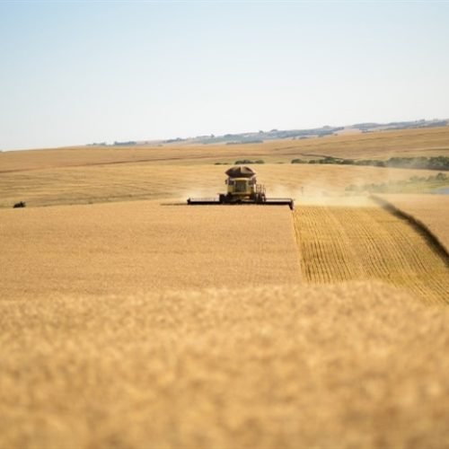 Produtor colhe mais, mas pode ganhar menos