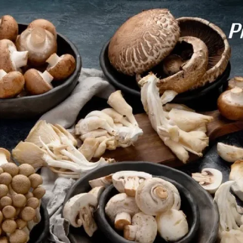 Fungicultura no Norte de Mato Grosso: Viabilidade, Custos e Potencial de Lucro