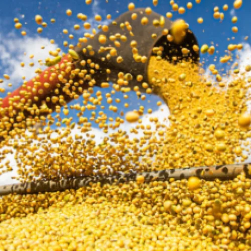 Produção de soja no Brasil deve alcançar recorde de 177,6 milhões de toneladas em 2025/26