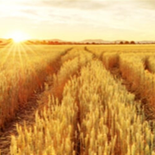 Trigo em Declínio no Paraná: Plantio Reduzido por Custos Elevados e Menor Cobertura de Seguro Rural