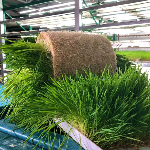 Biofeed revoluciona o agro mato-grossense com forragem verde hidropônica sustentável e nutritiva