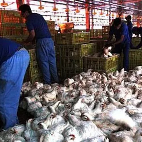 Arábia Saudita reabre mercado para carne de frango do Rio Grande do Sul