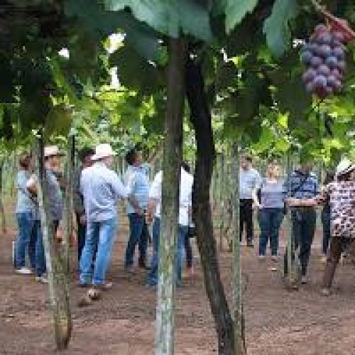 Desafio e Inovação: Viticultura Ganha Espaço em Mato Grosso e Desafia o Clima Quente